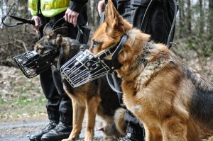 Dwa owczarki niemieckie stoją obok policjanta