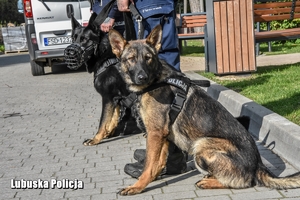 policyjne psy razem ze swoimi przewodnikami