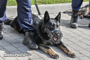 Zbliżenie na Hadesa policyjnego psa