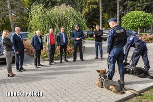 Widok osób oglądających policyjne psy